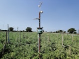 A weather station is installed in the middle of a lush, green agricultural field under a clear blue sky. The setup includes an anemometer and other meteorological instruments perched atop a tall pole. The field is neatly organized with rows of plants, and small trees are scattered along the horizon.
