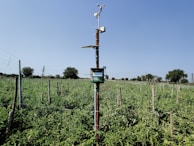 A weather station is installed in the middle of a lush, green agricultural field under a clear blue sky. The setup includes an anemometer and other meteorological instruments perched atop a tall pole. The field is neatly organized with rows of plants, and small trees are scattered along the horizon.