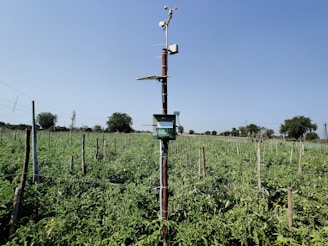 A weather station is installed in the middle of a lush, green agricultural field under a clear blue sky. The setup includes an anemometer and other meteorological instruments perched atop a tall pole. The field is neatly organized with rows of plants, and small trees are scattered along the horizon.