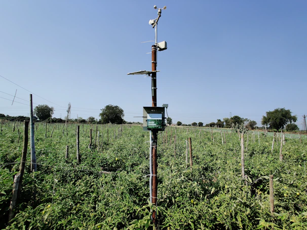 Field technician installing Polysense sensors in a flower farm under clear blue skies.