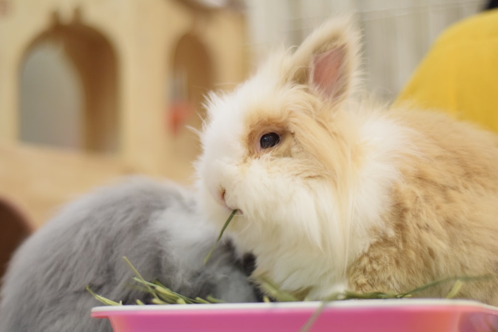 two rabbits eating grass in a pink bowl