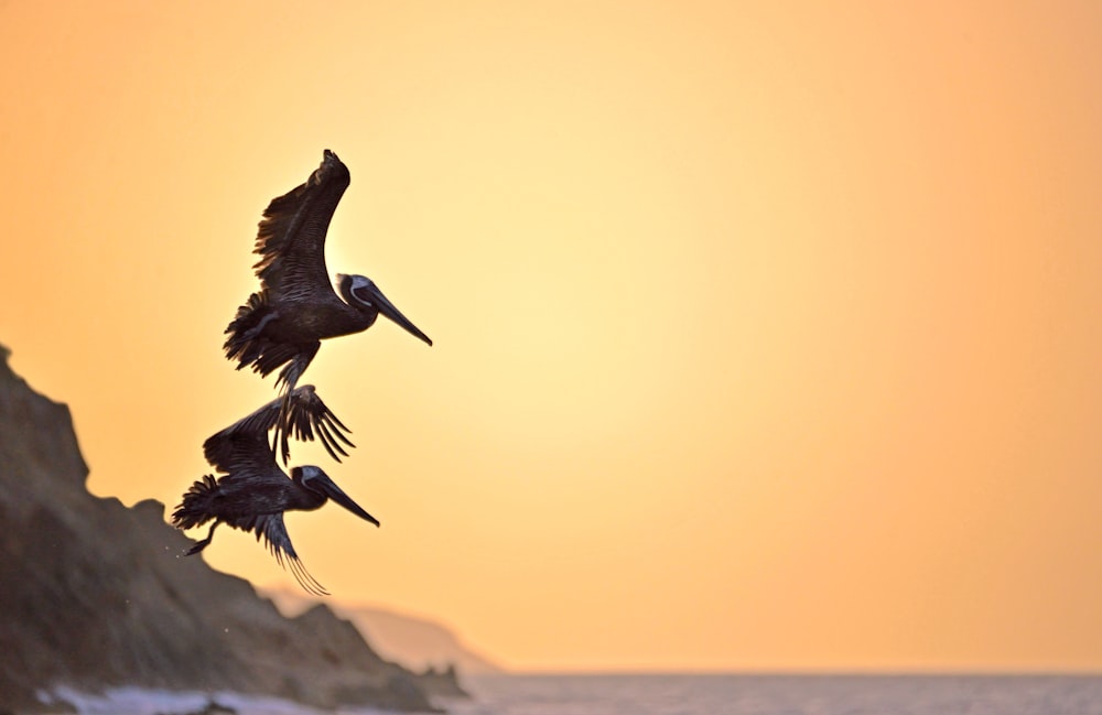 a group of pelicans flying over the ocean at sunset