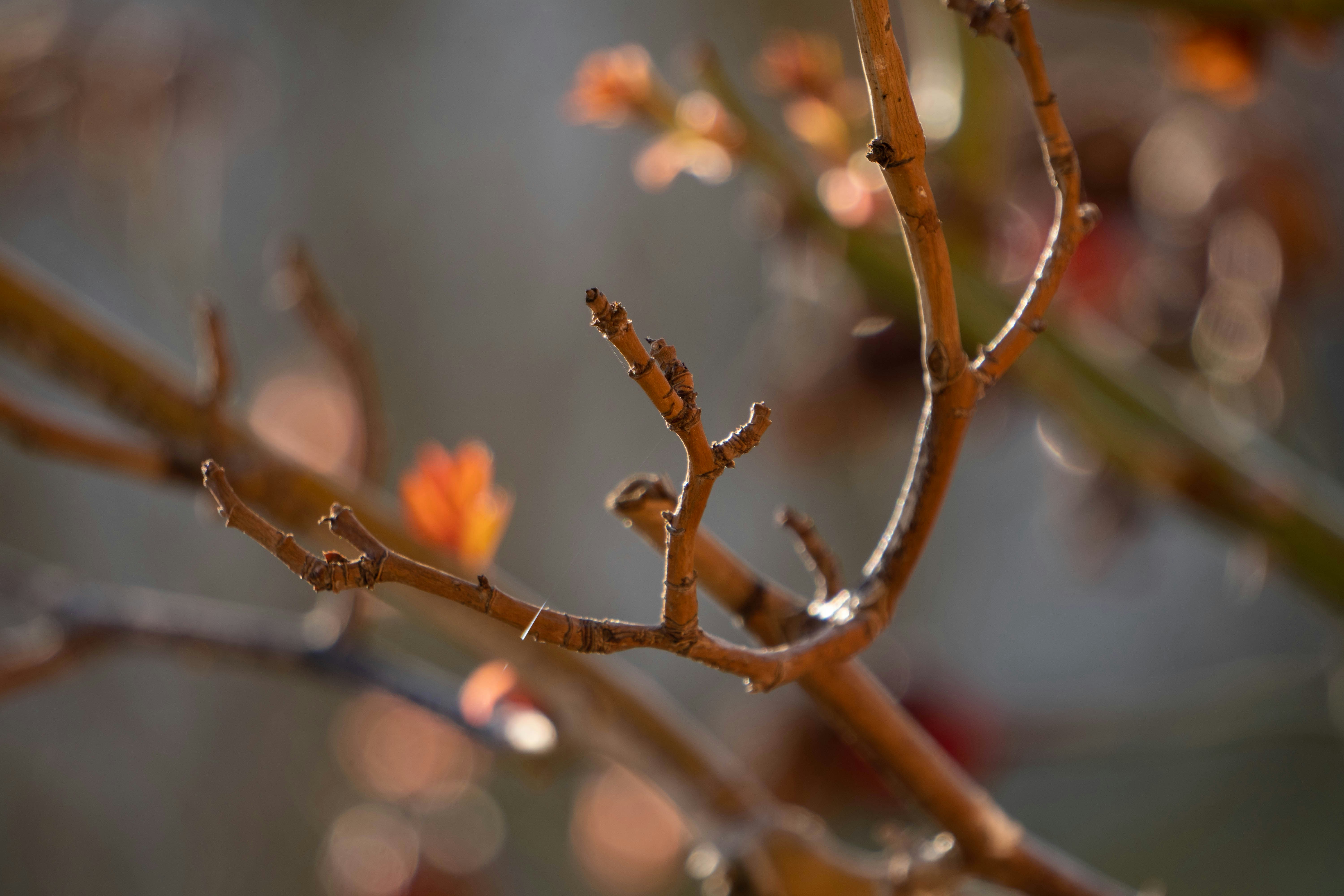 Photo by kat_von_wood