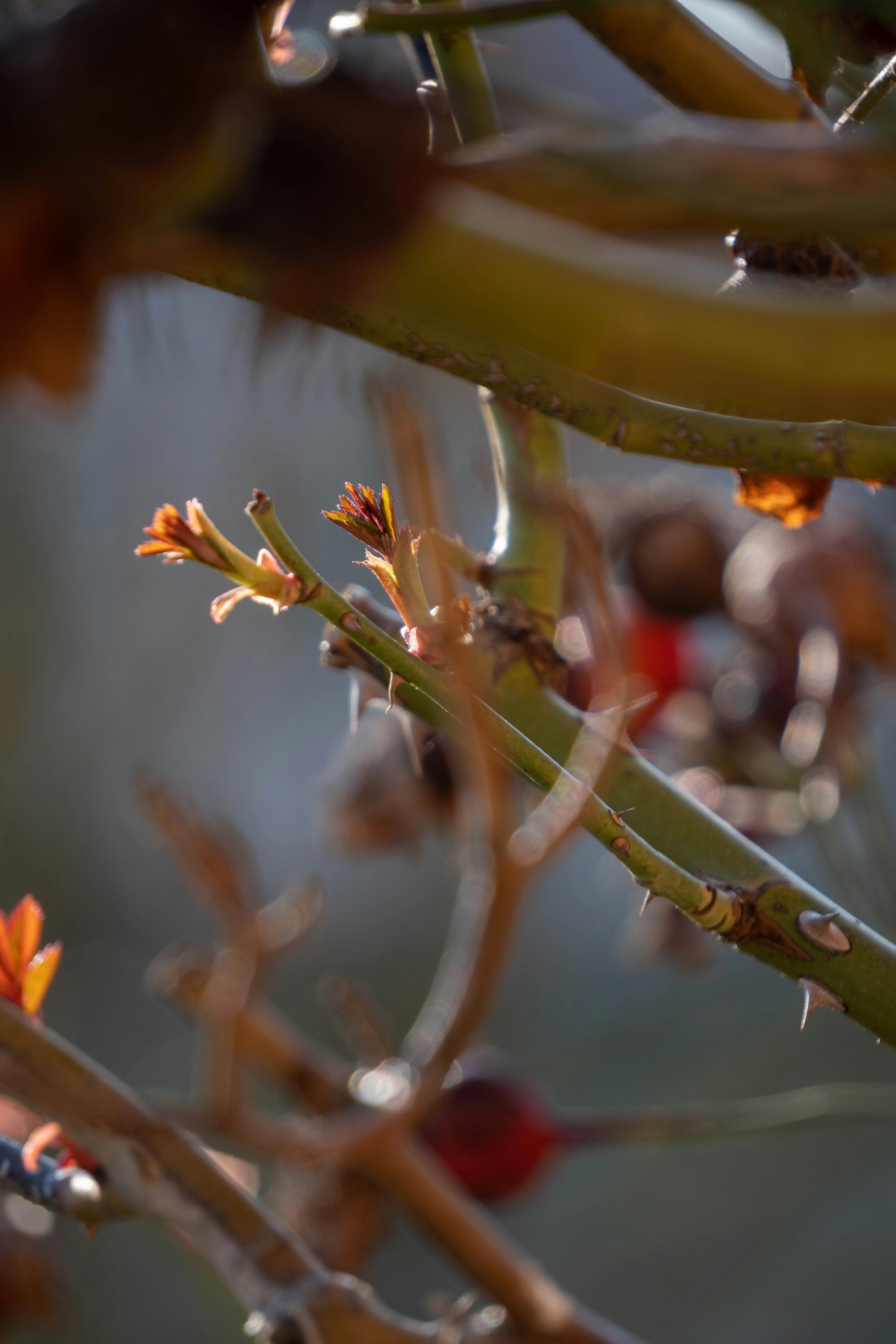 a close up of a tree branch with small flowers