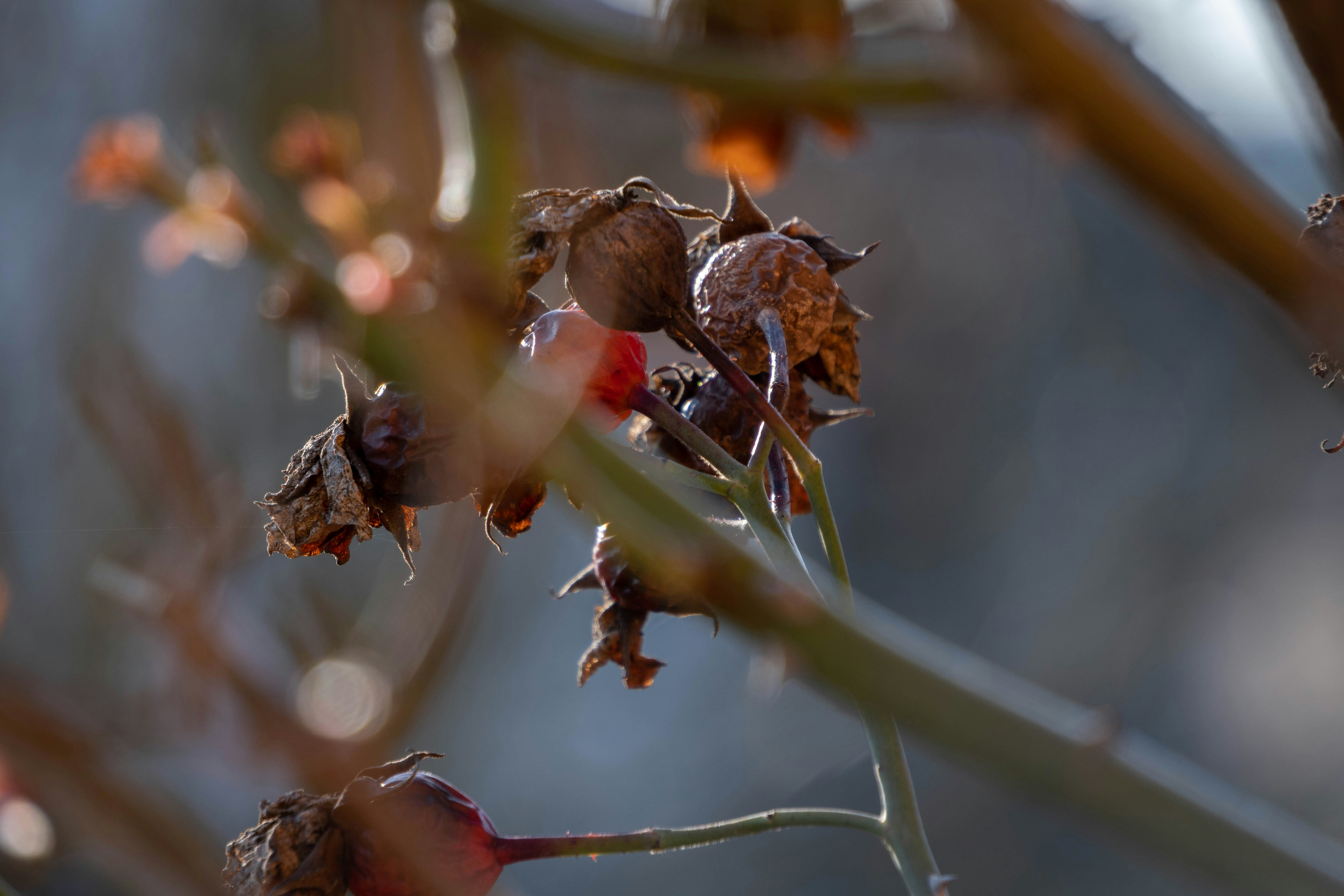 Photo by kat_von_wood