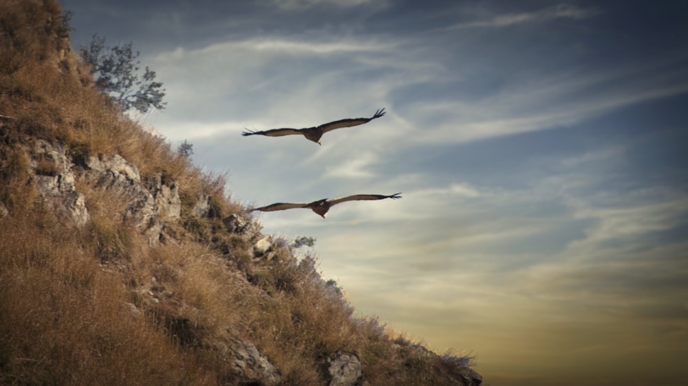 a couple of birds flying over a hill