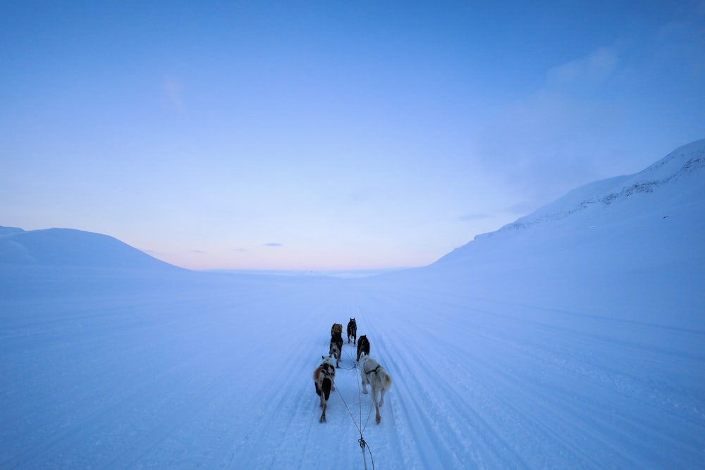 um grupo de pessoas andando de trenó por uma encosta coberta de neve