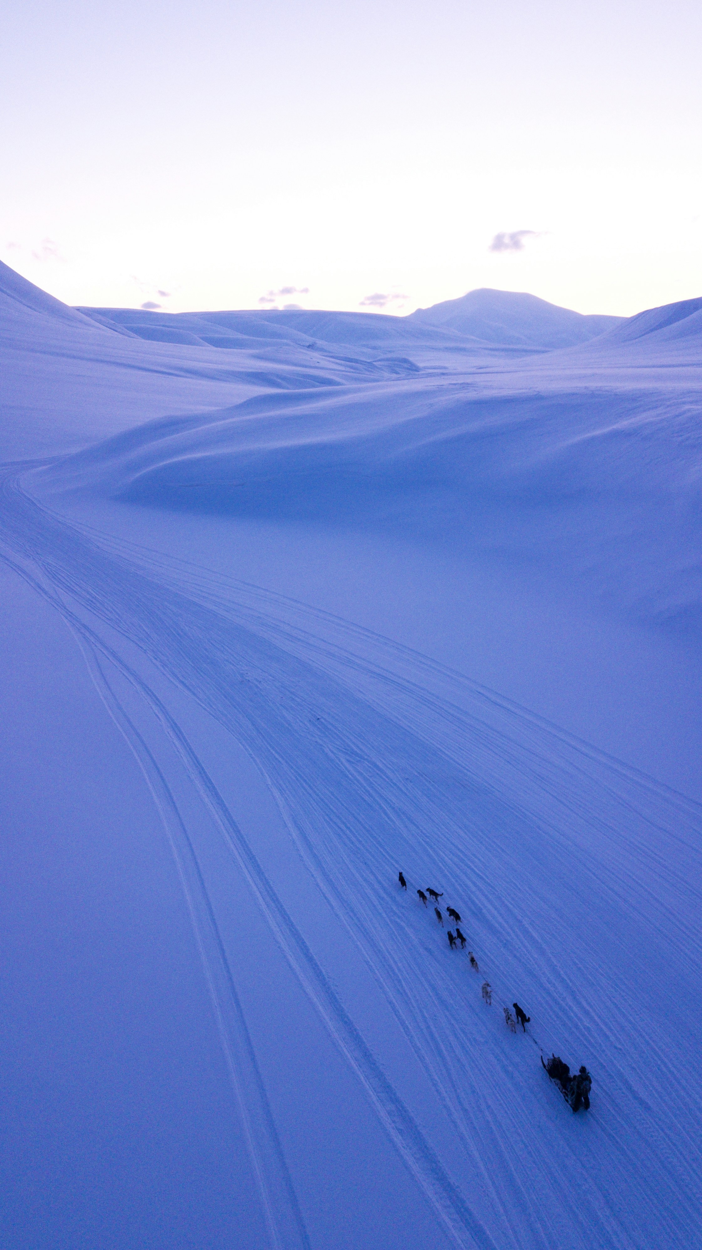 Eine Gruppe von Tieren geht über ein schneebedecktes Feld