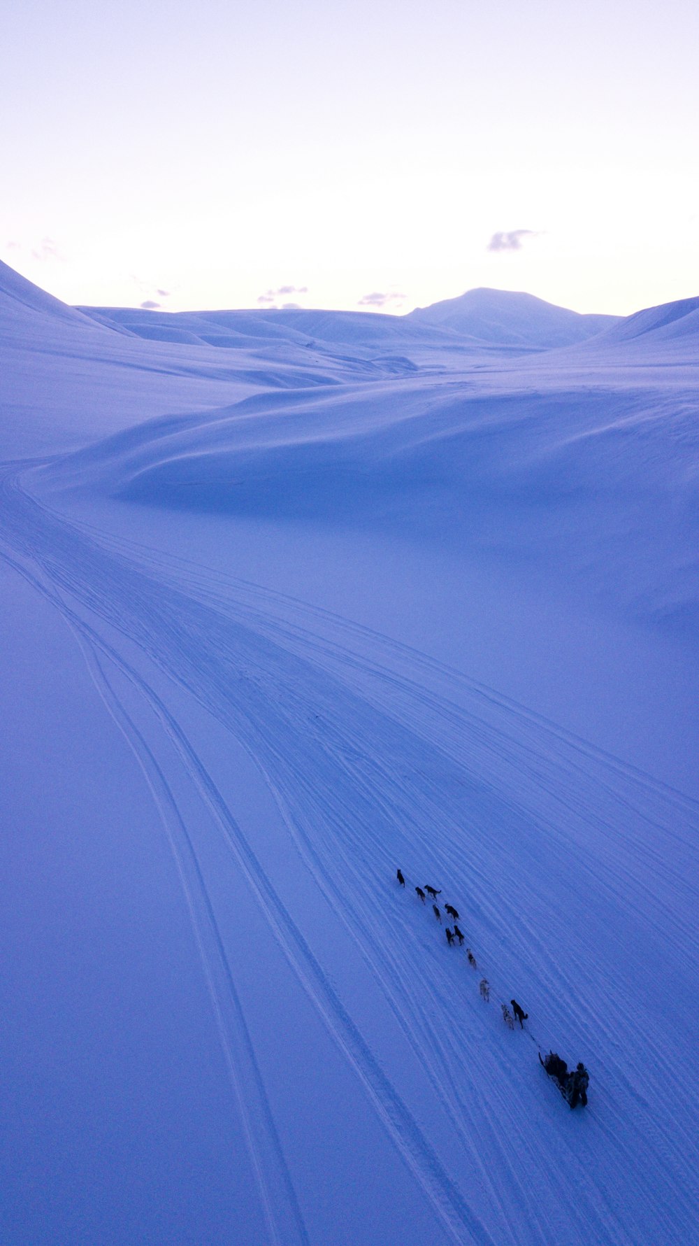 雪に覆われた野原を歩く動物のグループ