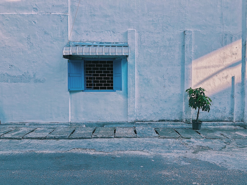 a potted plant sitting on the side of a building