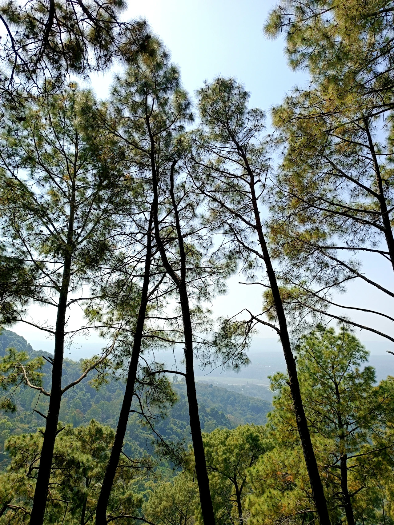 A dense pine and deodar forest in the Himalayan region