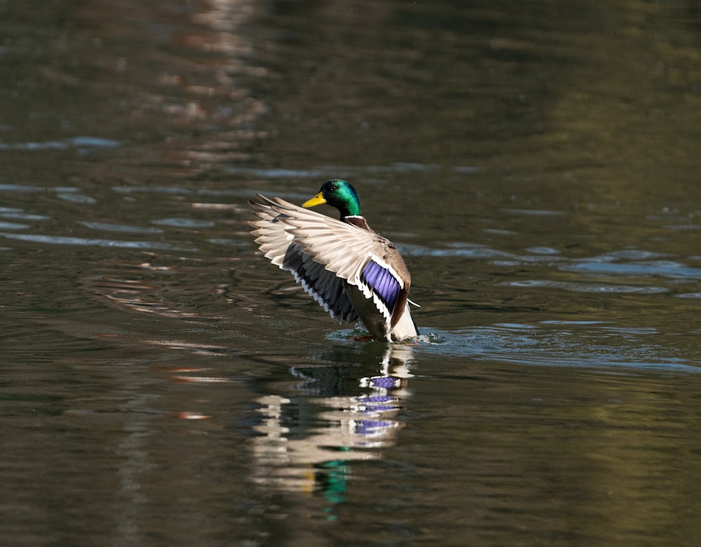 a mallard flapping its wings in the water