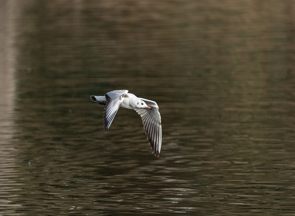 a white bird flying over a body of water