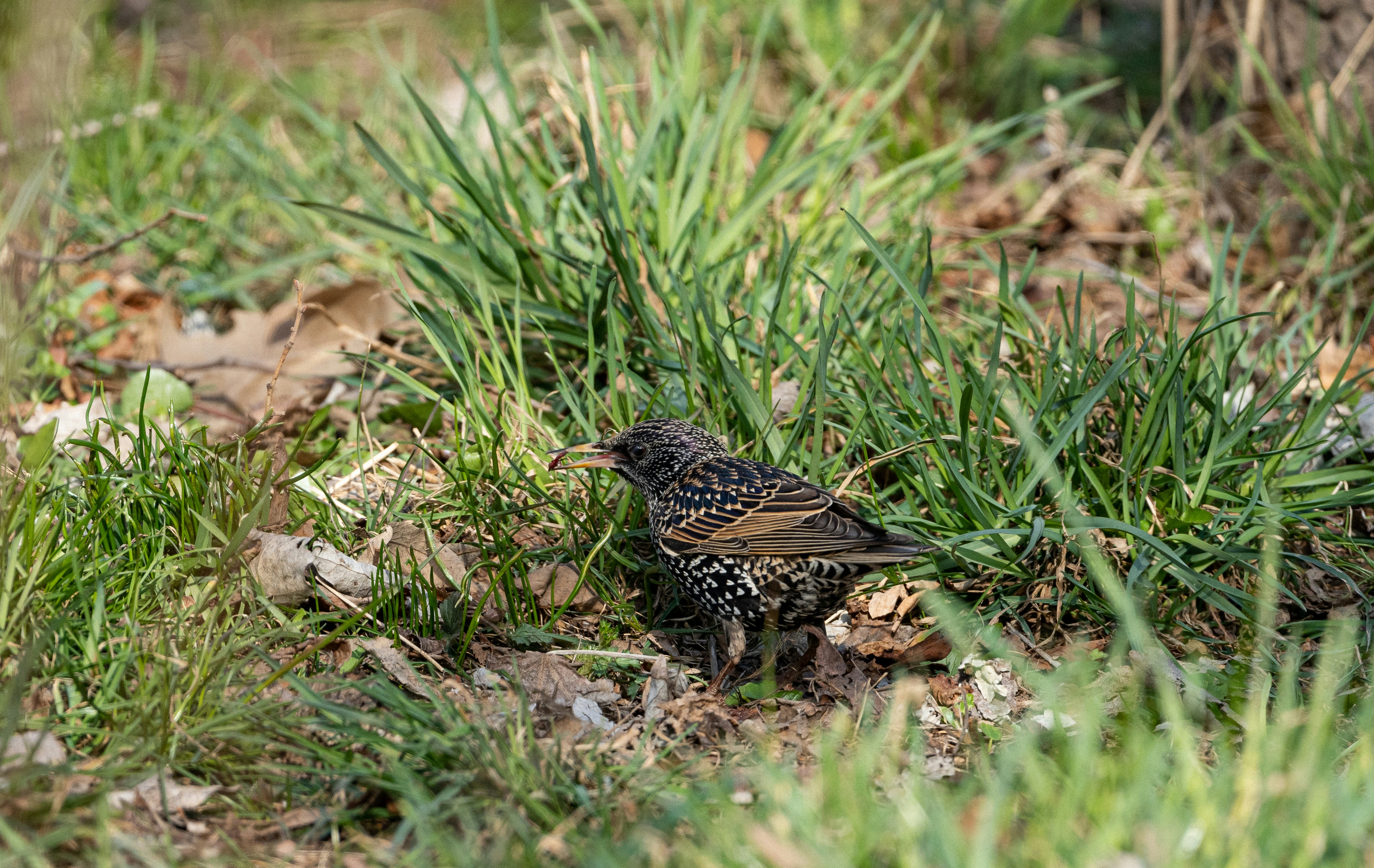 a small bird is standing in the grass
