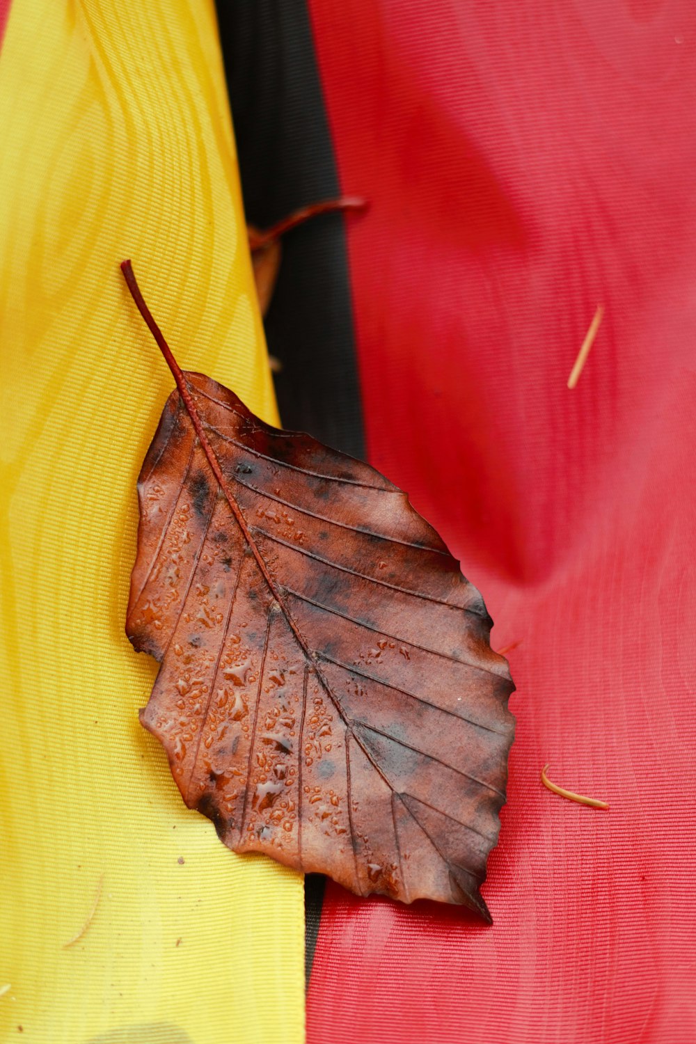 a brown leaf laying on top of a red and yellow cloth