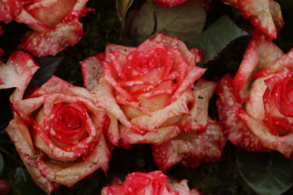 a bunch of red roses with water droplets on them