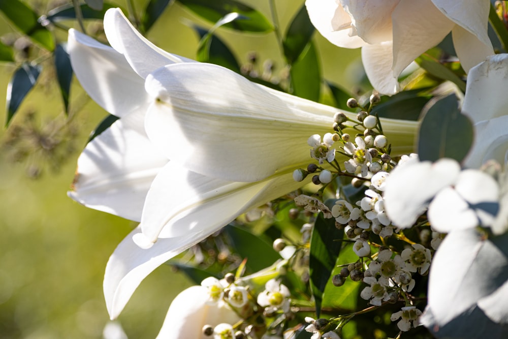 a close up of a bunch of white flowers