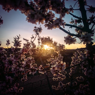 A picturesque view of almond trees in bloom.