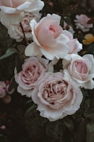 A close-up of several pale pink roses in bloom, surrounded by dark green leaves. The petals appear soft and delicate, with layers intricately formed, creating a lush, romantic appearance.