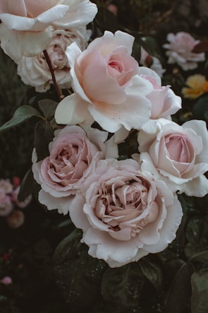 A close-up of several pale pink roses in bloom, surrounded by dark green leaves. The petals appear soft and delicate, with layers intricately formed, creating a lush, romantic appearance.