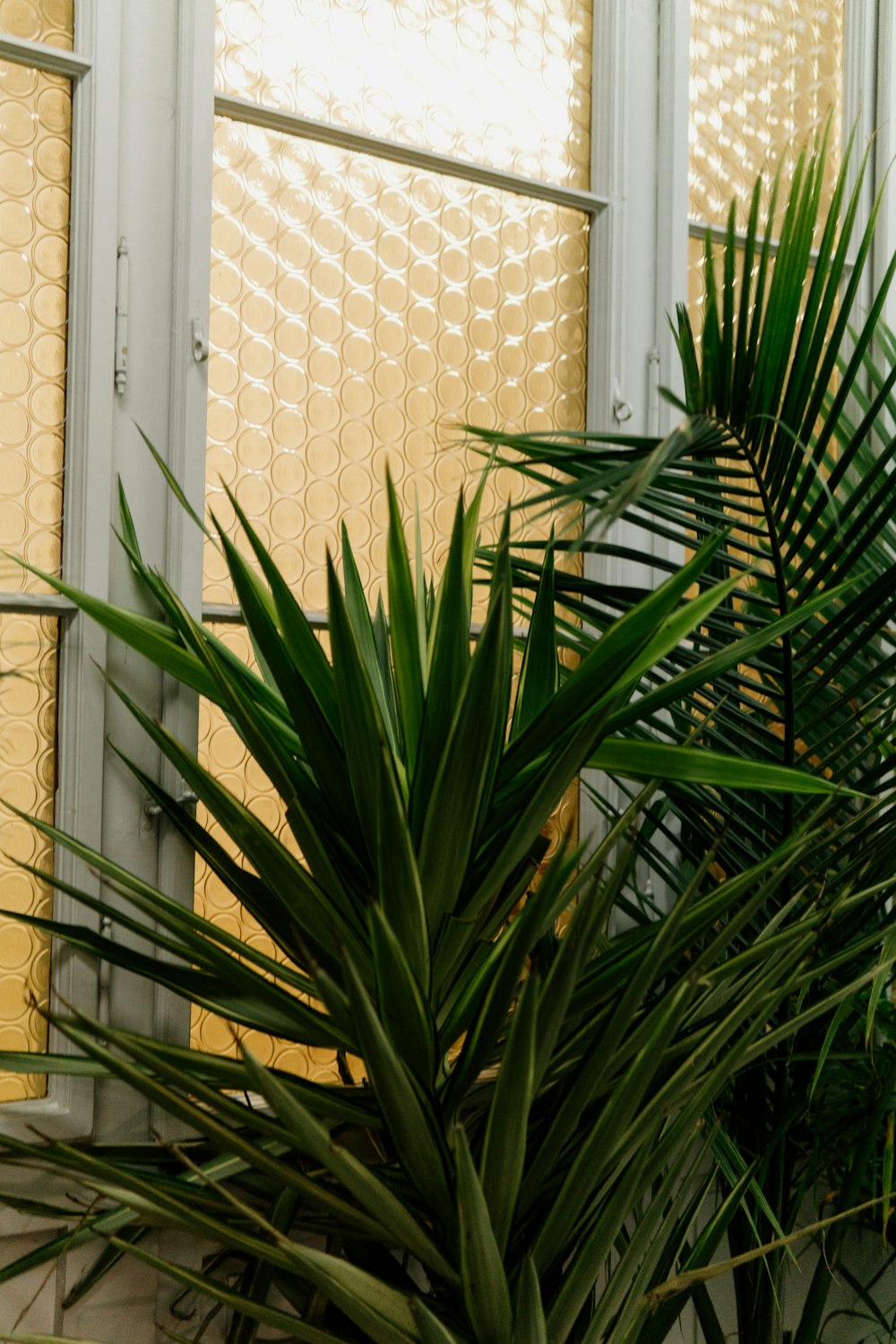 a large green plant sitting in front of a window