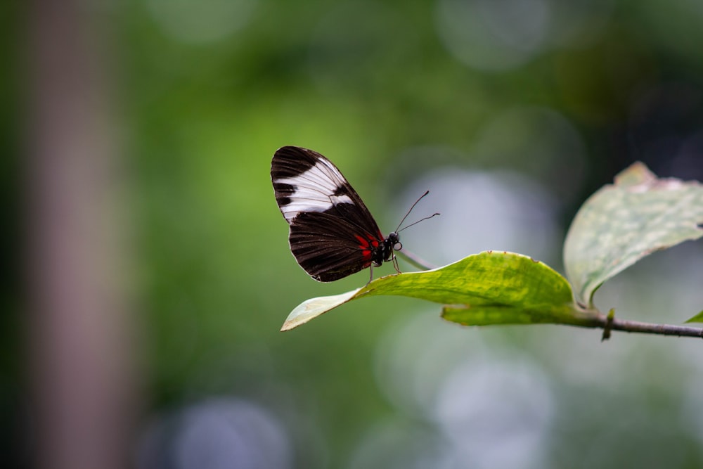 Ein schwarz-weißer Schmetterling sitzt auf einem grünen Blatt