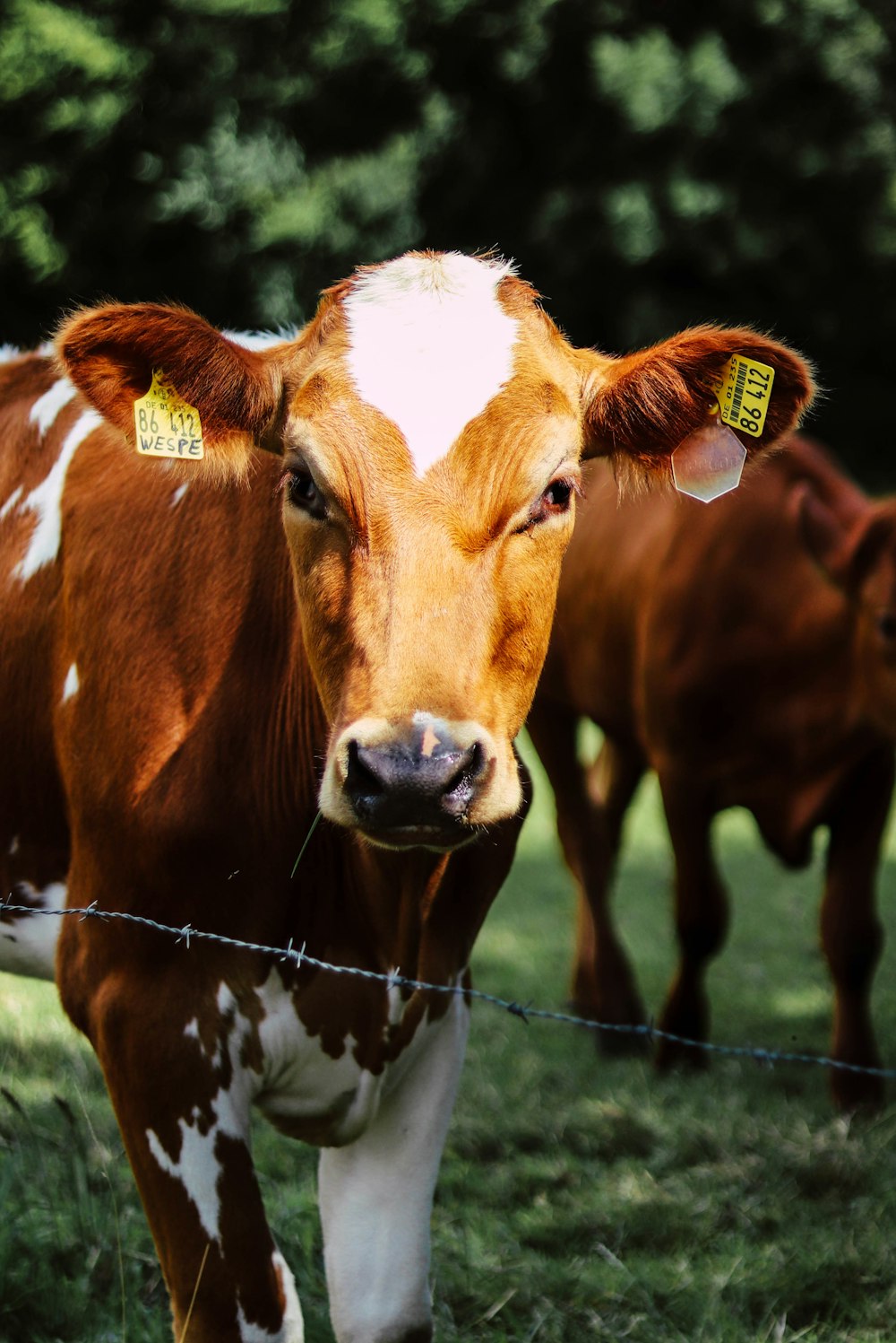 a brown and white cow standing on top of a lush green field