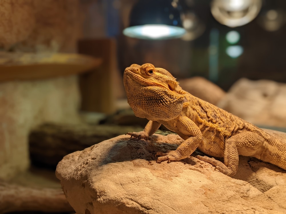 a close up of a lizard on a rock