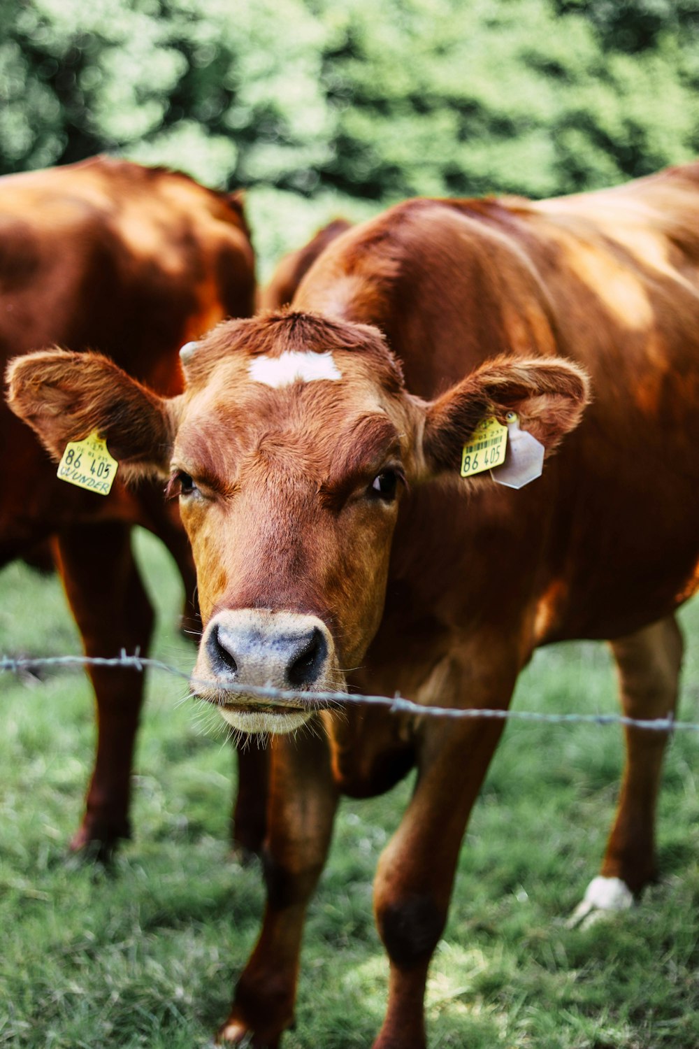 a brown cow standing on top of a lush green field