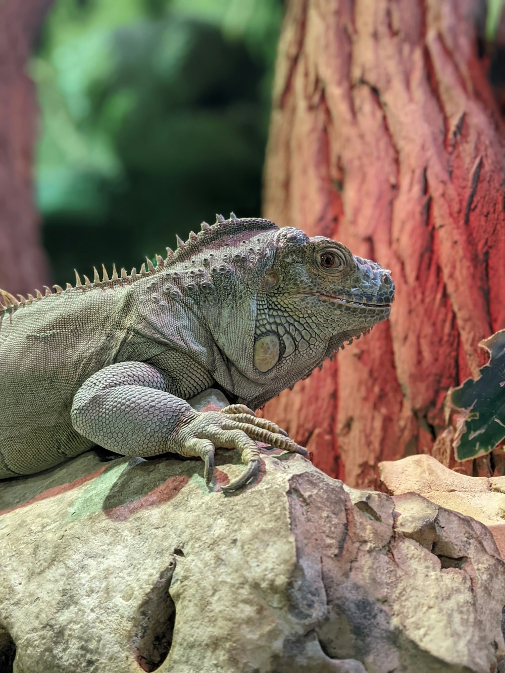 a large lizard sitting on top of a rock