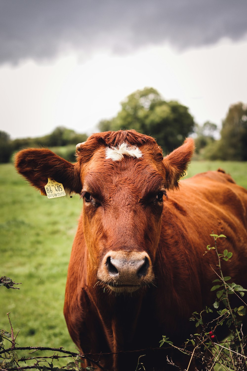 a brown cow standing on top of a lush green field