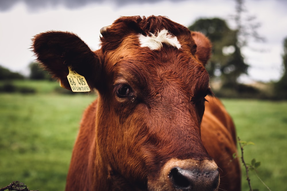 a close up of a cow with a tag on its ear