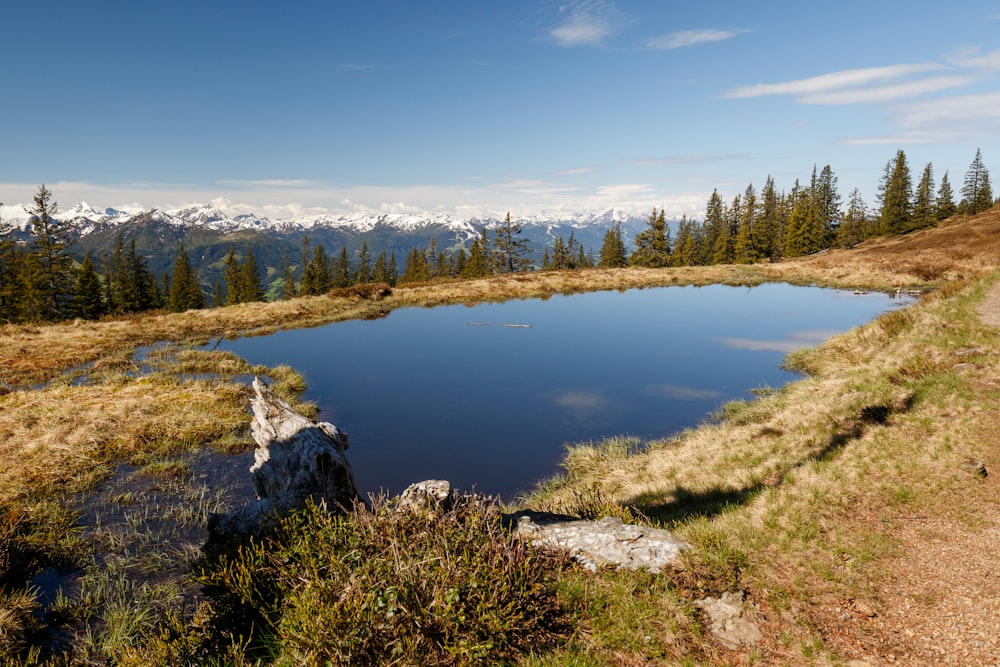 a small pond in the middle of a grassy field