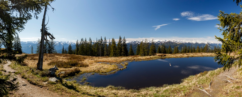 a small pond in the middle of a grassy field