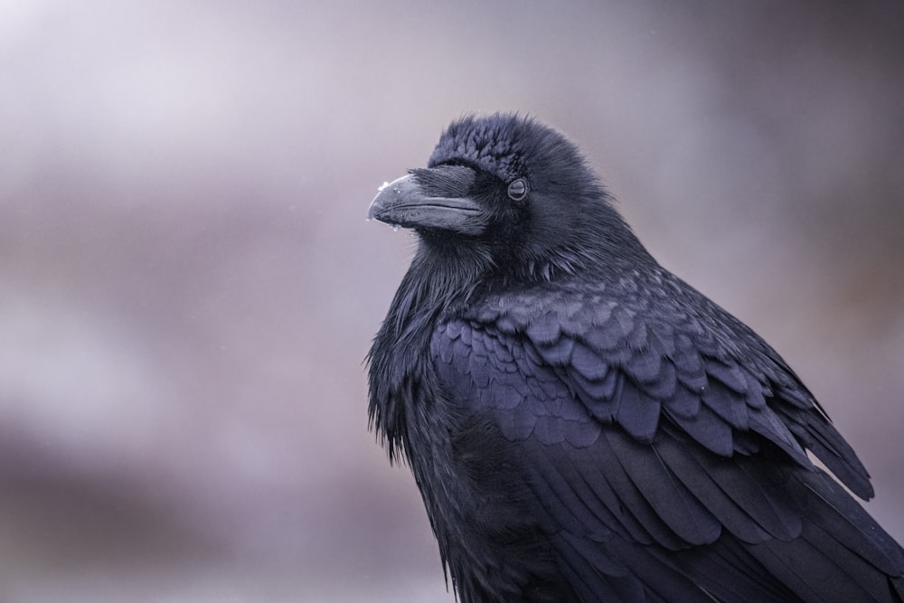 a close up of a black bird on a branch