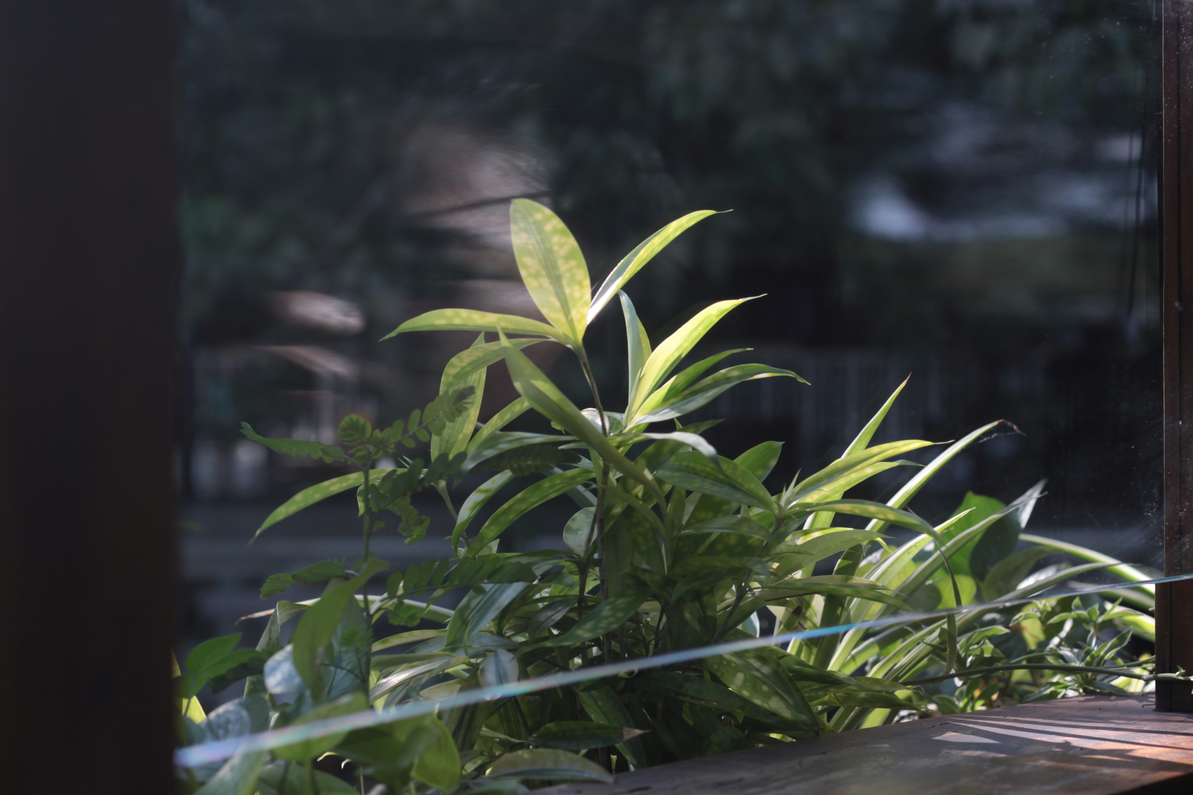 Garden view from therapy room window showing green foliage and dappled sunlight on a sunny afternoon