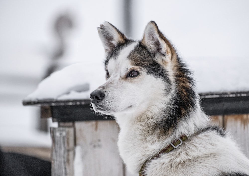 a close up of a dog in the snow