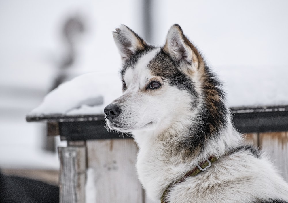 um close up de um cão na neve