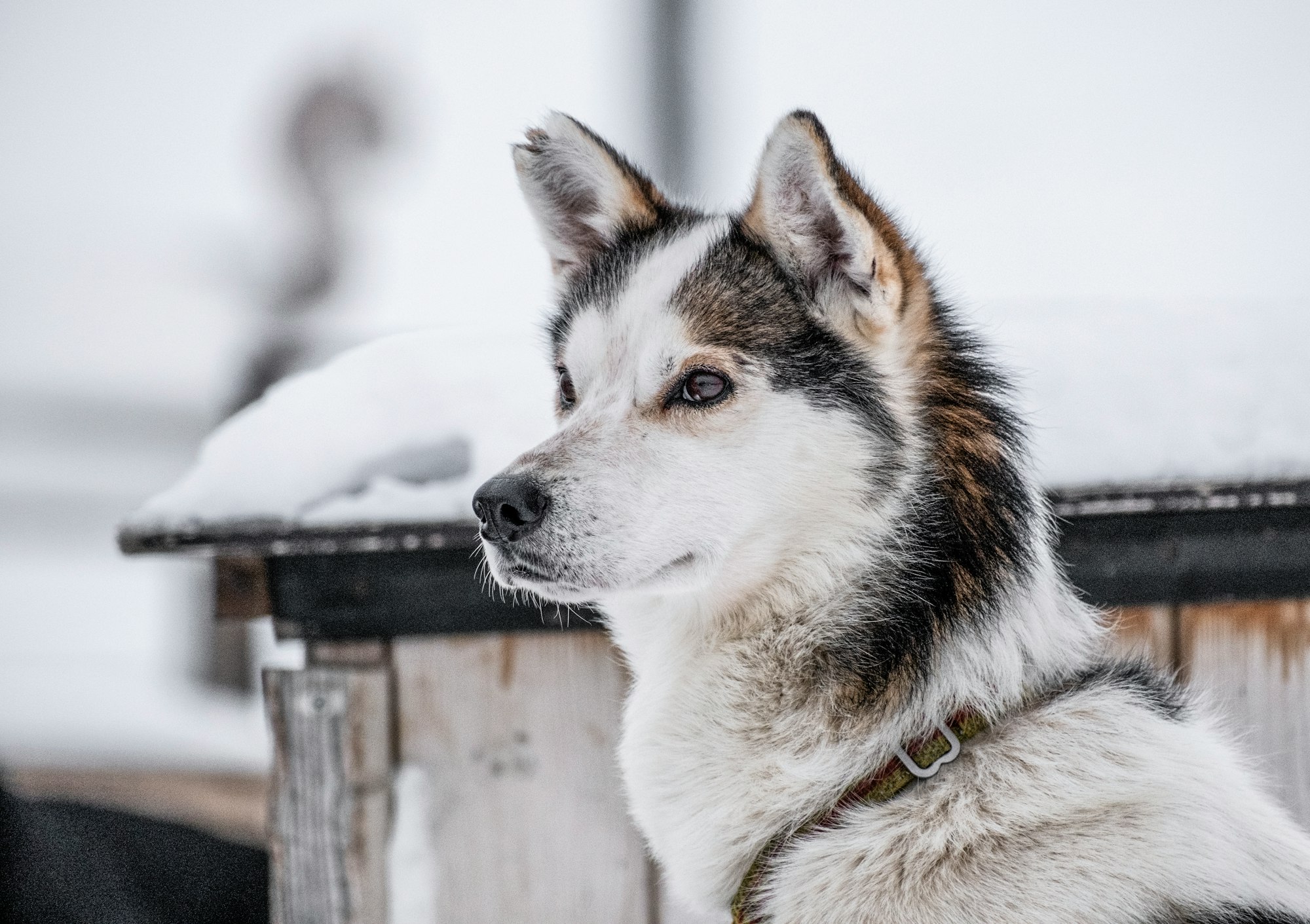 Alaskan husky ready for dog sledding in Svalbard.