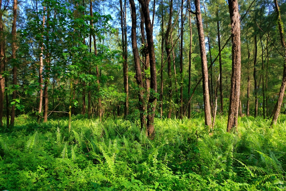 a lush green forest filled with lots of trees