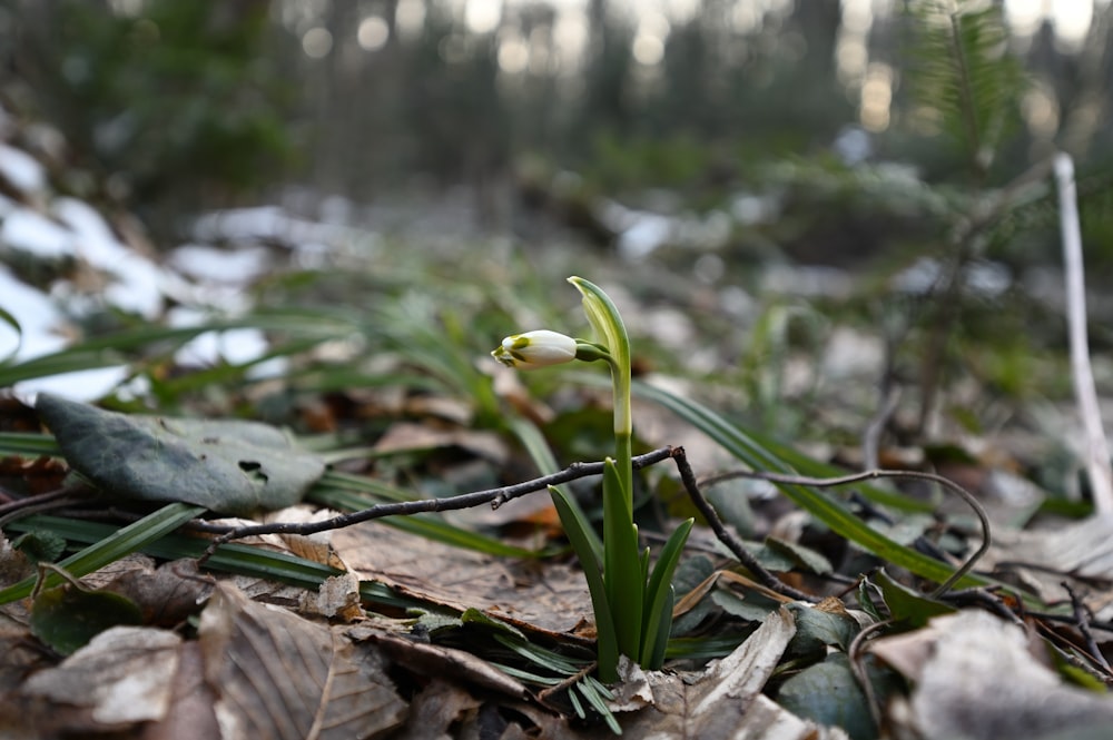 Una pequeña flor está creciendo fuera de la tierra