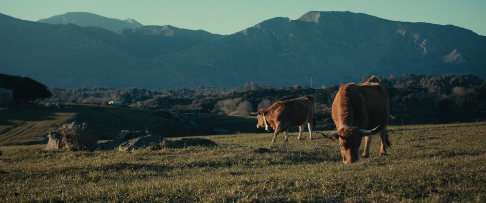 two cows grazing in a field with mountains in the background