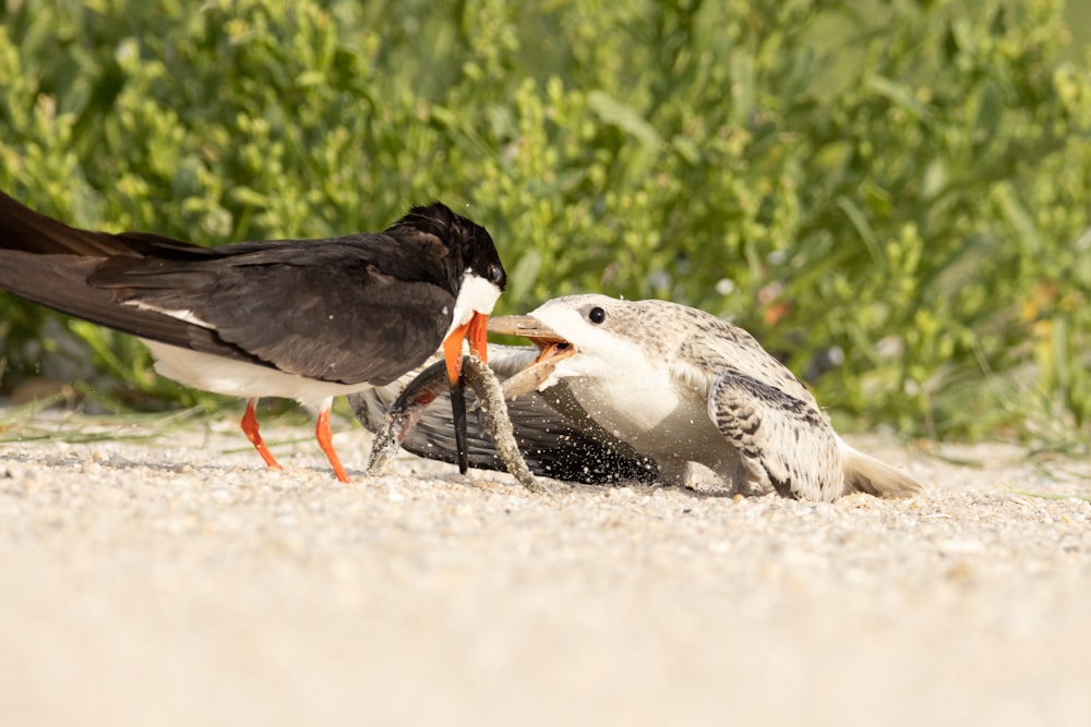 a couple of birds standing on top of a sandy beach