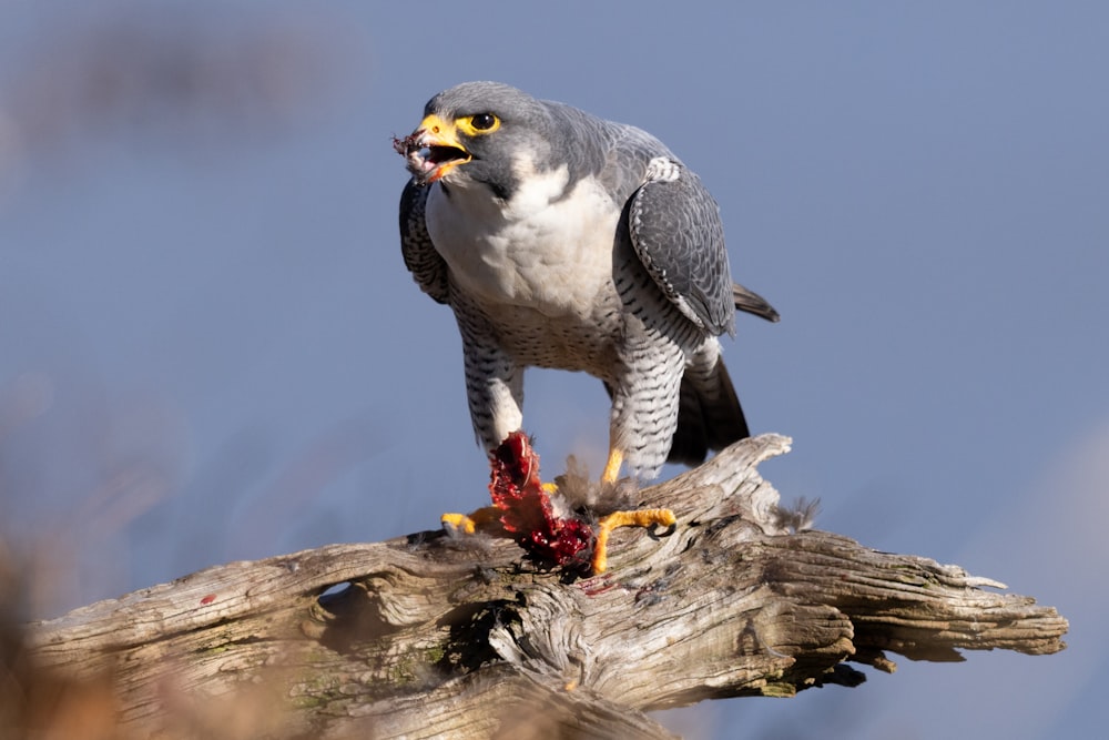 a bird perched on top of a tree branch