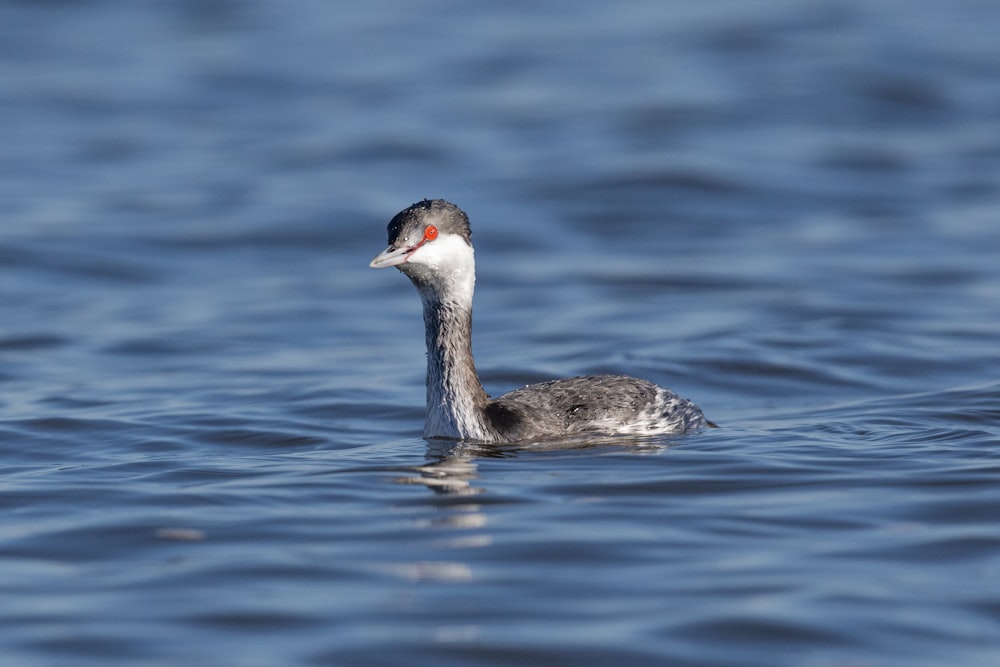 Ein Vogel, der auf einem Gewässer schwimmt