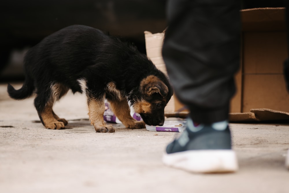 a dog sniffing a purple object on the ground