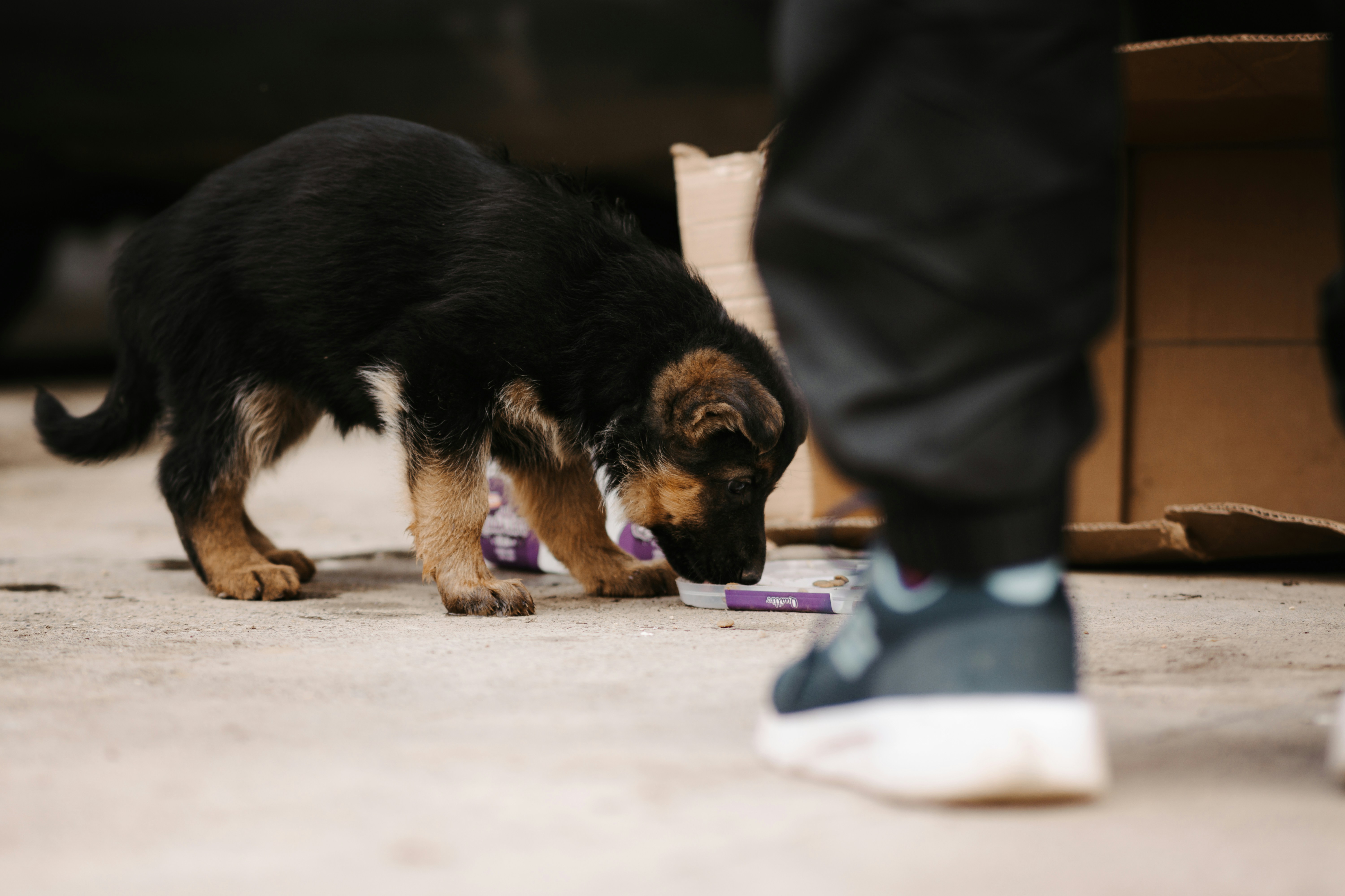 Your Puppy's First Grooming Session: A Positive Experience