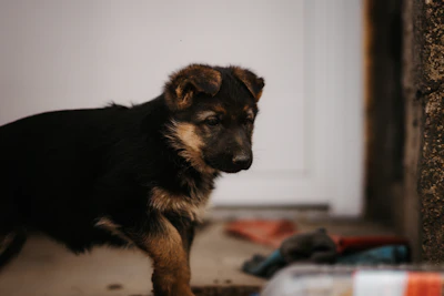 a small dog standing next to a door