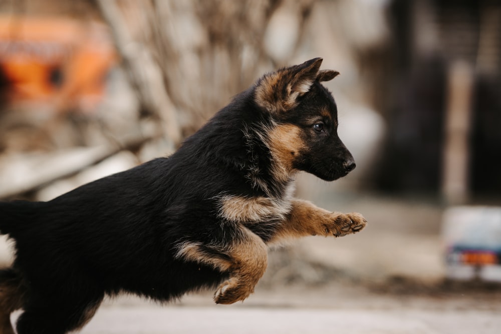 a dog jumping up into the air to catch a frisbee