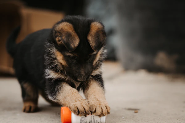 Puppy learning first training commands